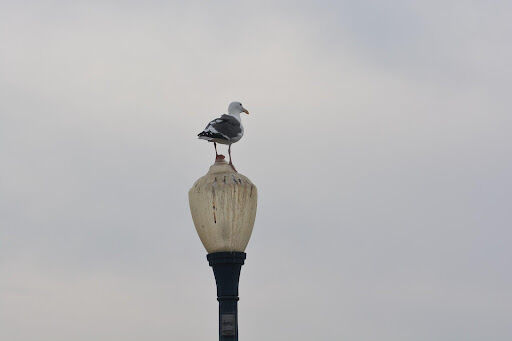 How to Effectively Keep Birds Away from Your Business